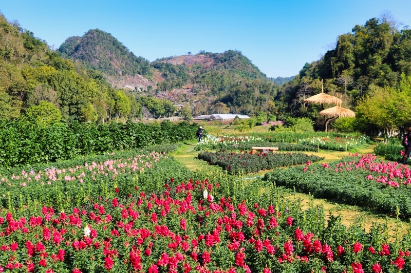 A garden in Doi Ang Khang, Chiang Mai Road Trip 