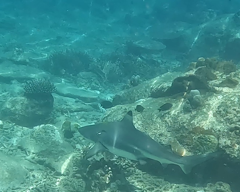 Shark Swimming in Pigeon Island National Park 
