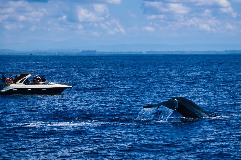 Whale watching in Trincomalee Bay