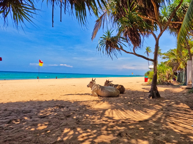 Cows sunbathing on Nilaveli Beach a hidden beautiful places in Sri Lanka