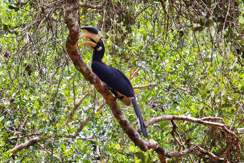 Bird in Tree - Sri Lanka Safari, Wilpattu National Park