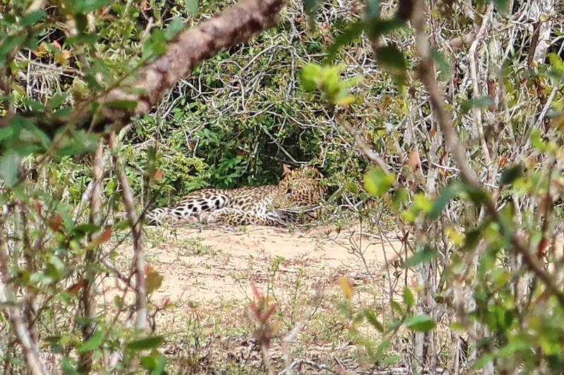 A Sri Lankan Leopard spotted on our Sri Lanka Safari in Wilpattu National Park