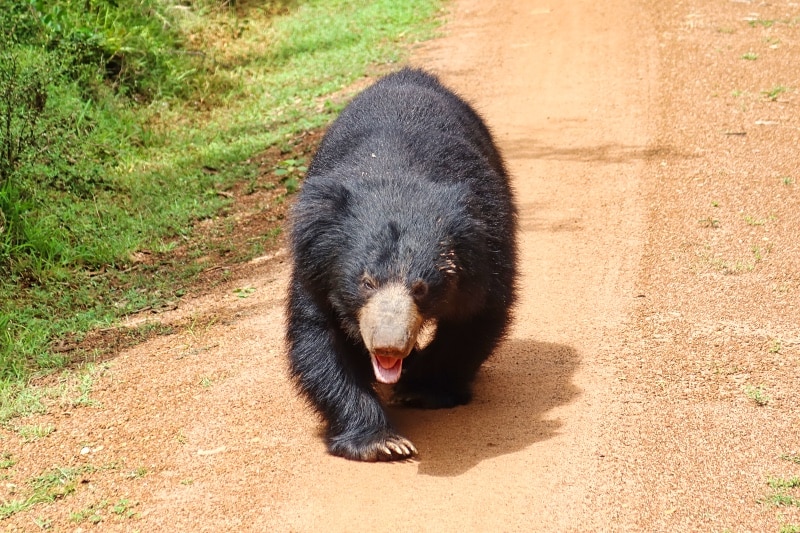 Sloth Bear Walking Through Wilpattu National Park - Sri Lanka Travel Guide