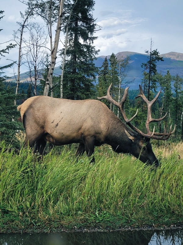 Elk roaming in Jasper