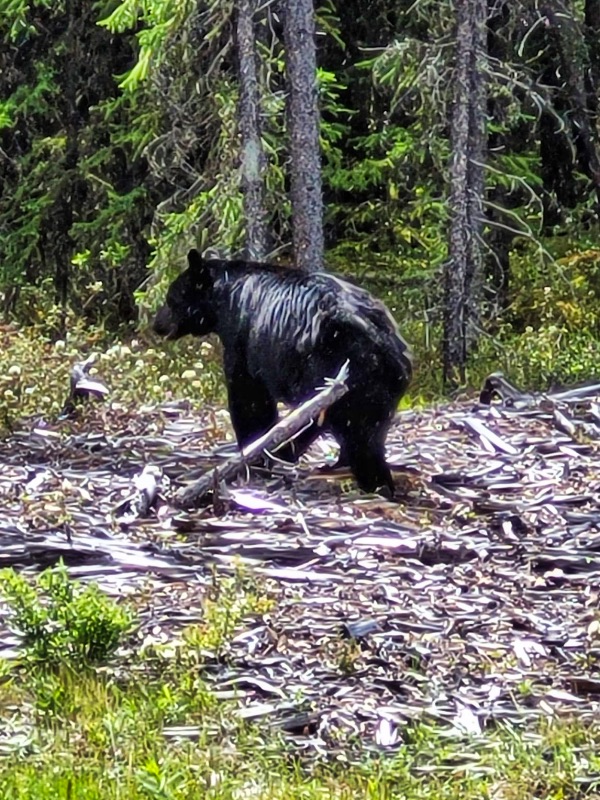 Wildlife spotting is one of the best free things to do in Jasper. 