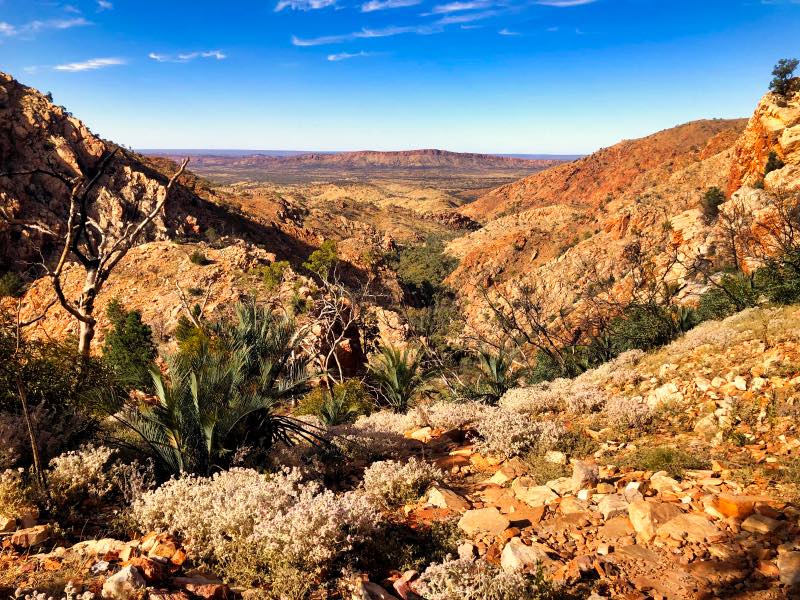 The rolling hills of the Larapinta Trail 