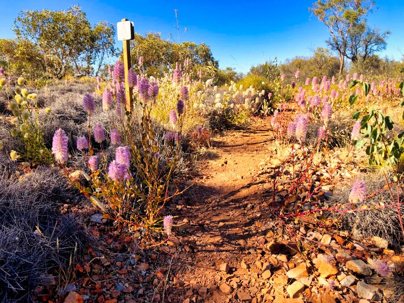 Desert flowers while walking the Larapinta Trail