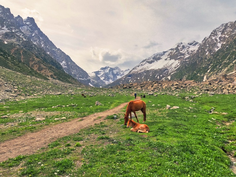 Two horses in a meadow near Jahaz-Banda and Katora Lake