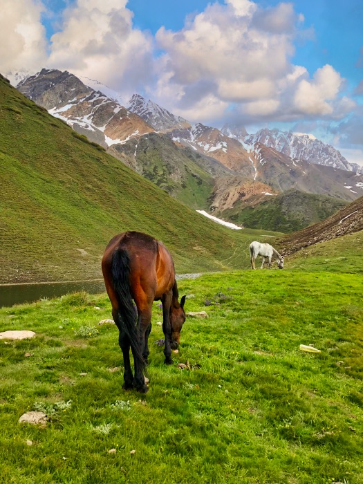 Horses grazing by Kacheli Lake