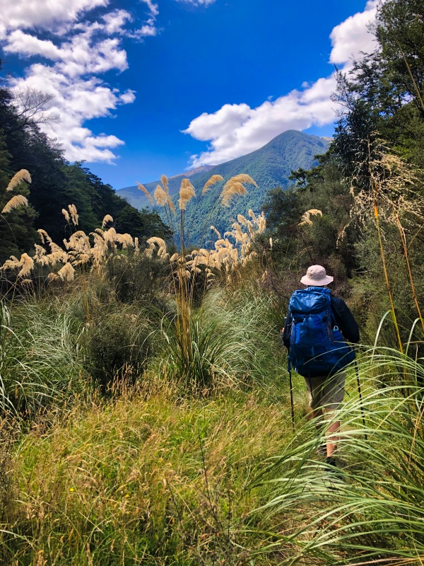 Walking through tussock on the Travers Sabine Circuit, one of the best hikes in Nelson Lakes National Park