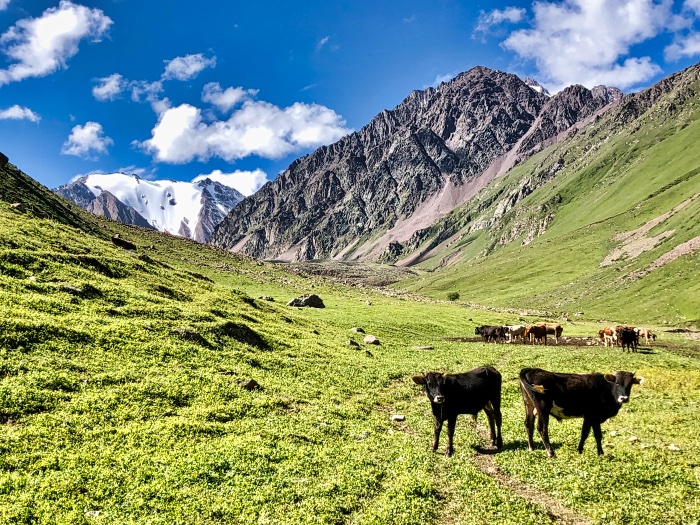 Cows in the beautiful valley behind Kol Tor Lake