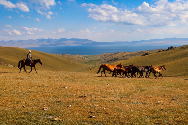 Horses over Song Kul