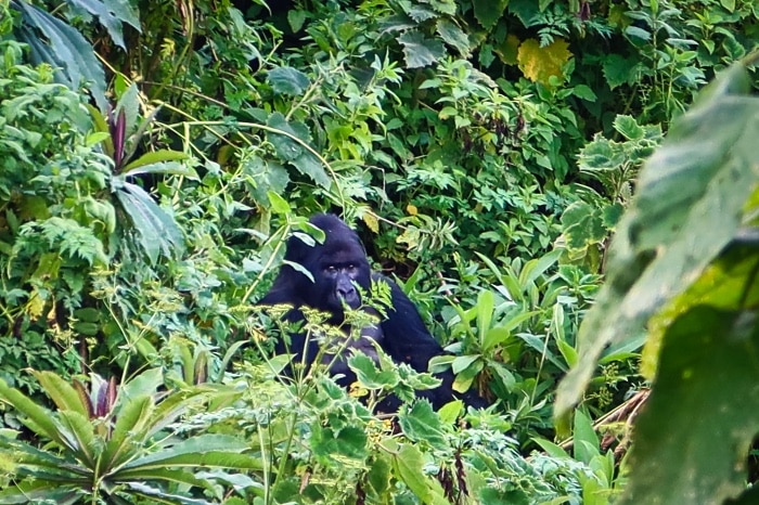 Gorilla Trekking - A large male gorilla enjoying his lunch