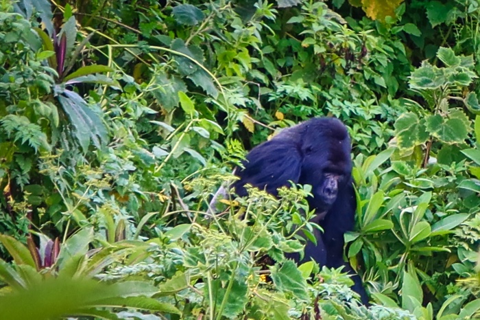 Gorilla Trekking Hack – How to See Gorillas in Rwanda for $75