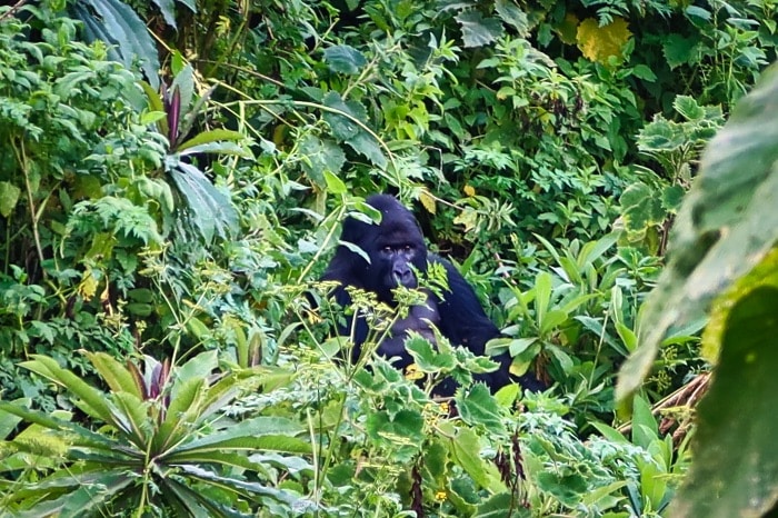 Spotting a mountain gorilla during our hike up Mount Bisoke 