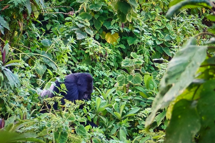 A silverback Rwanda Gorilla walking through the jungle  