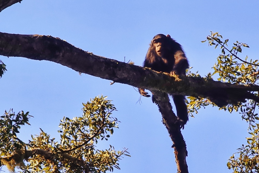 A Chimpanzee Climbing Over a Tree