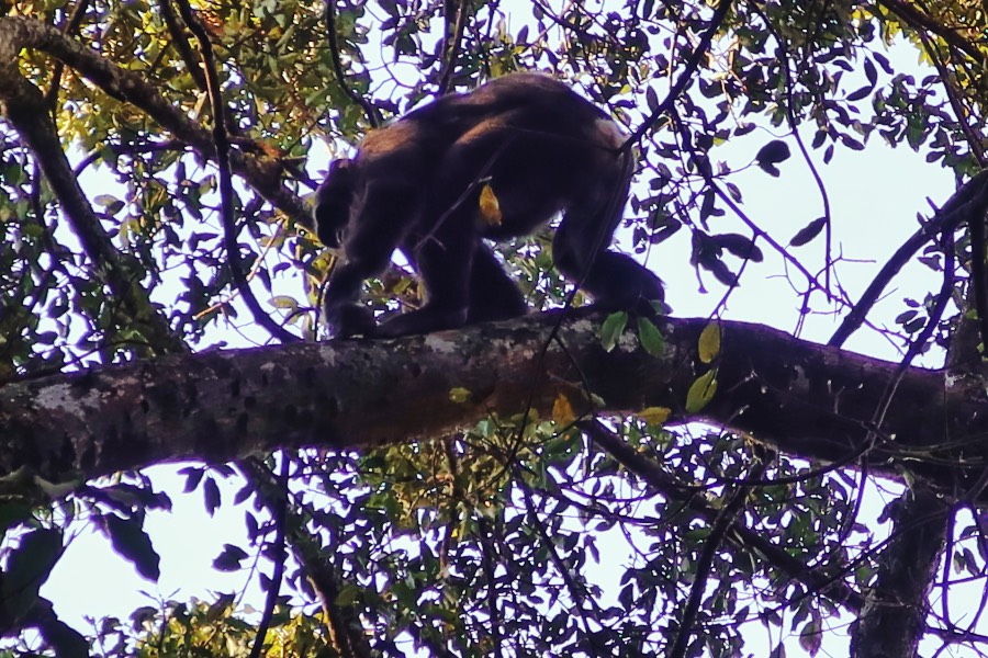 Chimpanzee Trekking through the jungle in Burundi  