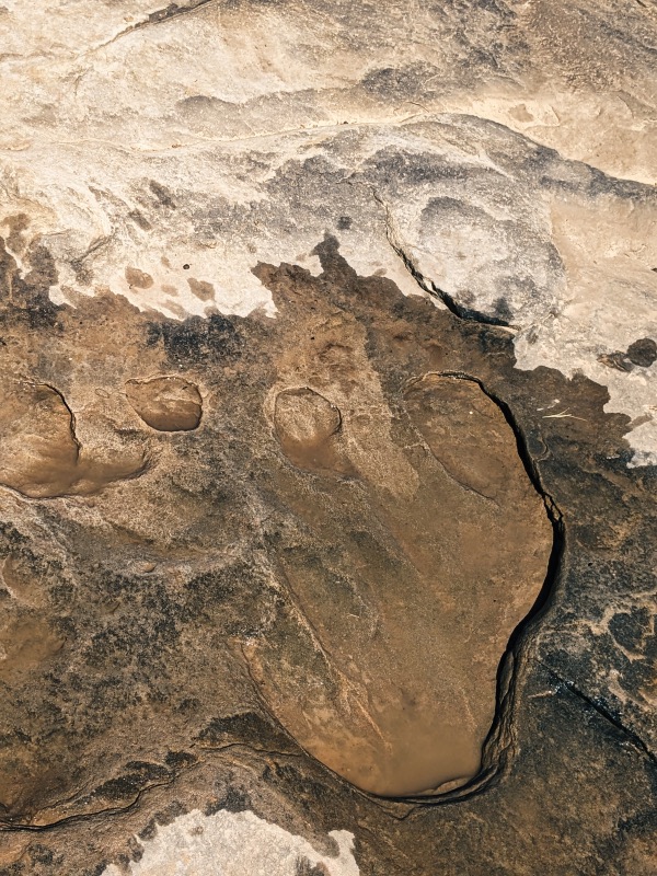 A dinosaur footprint 