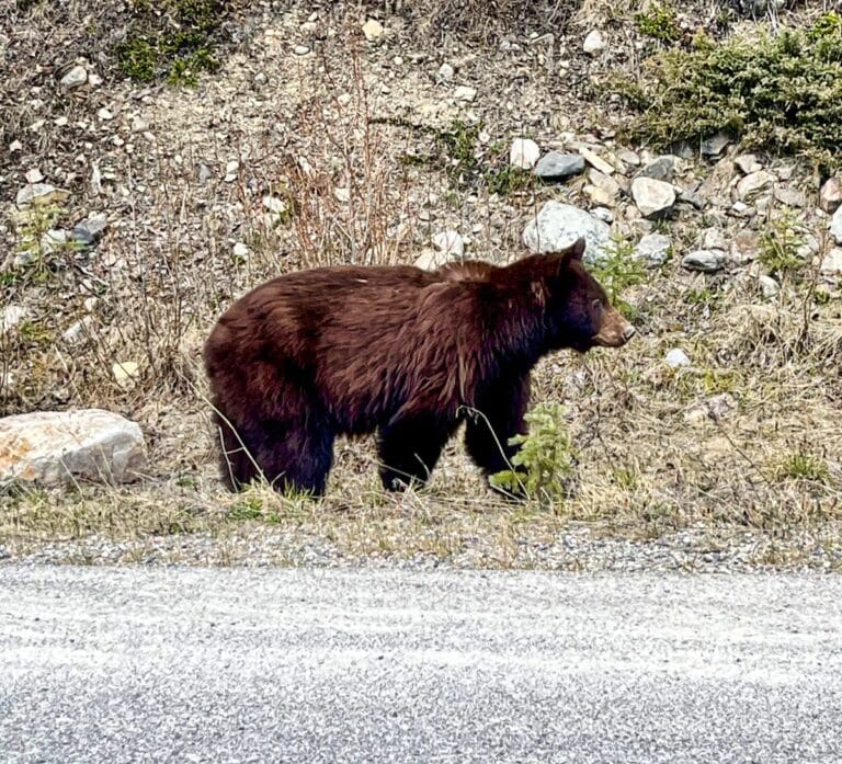 A bear on the side of the road