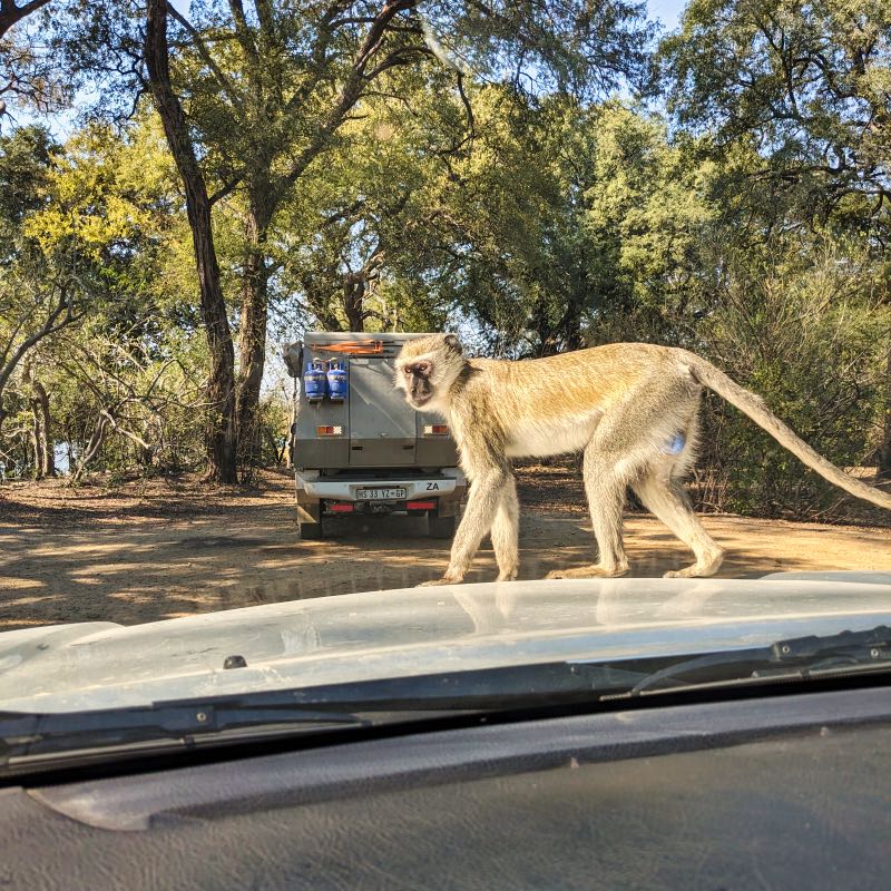 A monkey attempting to get into our car at Mahango National Park