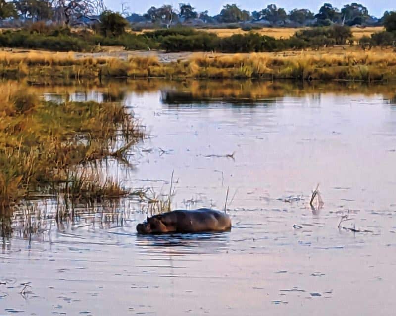 Hippo in the water in the at the Caprivi Strip